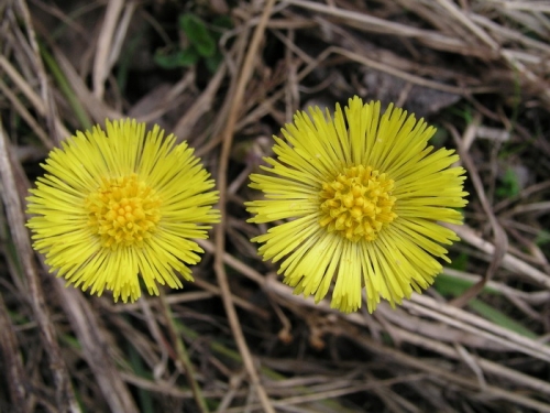 201503251240590.priroda10